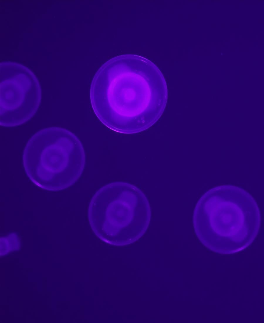 Microscopic translucent vesicles glowing violet in fluid
